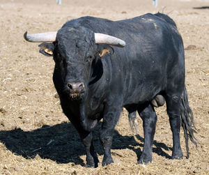 Bull standing on field