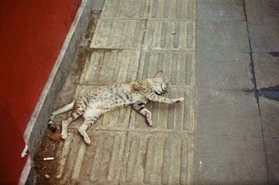 High angle view of cat on footpath