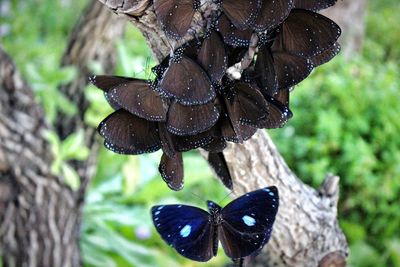 Close-up of butterfly on leaf