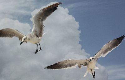 Low angle view of seagulls flying against sky