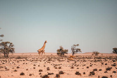 Mountain giraffe in its natural habitat