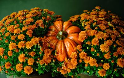 High angle view of orange flowering plants