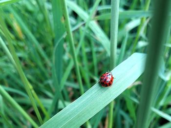 Close-up of ladybug on leaf