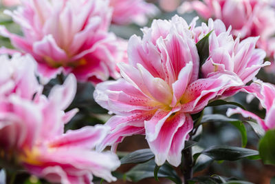 Close-up of pink flowers