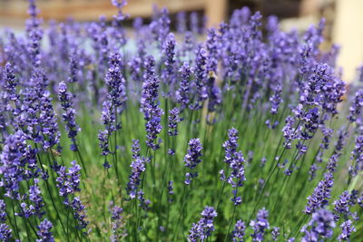 Close-up of lavender growing in field