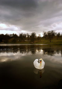 Swan swimming on lake against sky