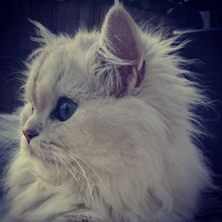 Close-up of white cat