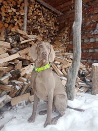 Portrait of dog sitting on wood