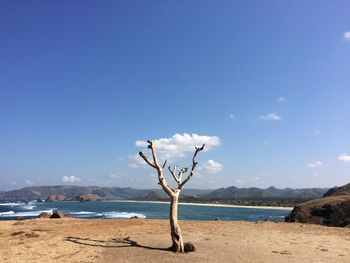 Driftwood on beach against blue sky