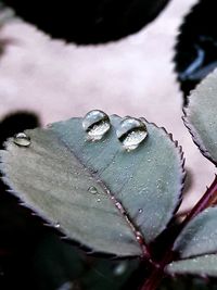 Close-up of raindrops on leaves