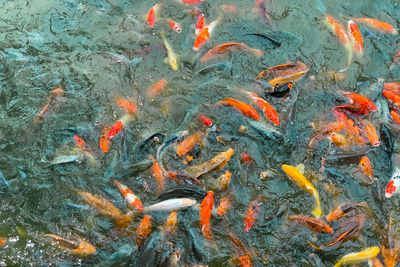 Koi fish, colorful fancy fish closeup swimming at pond.