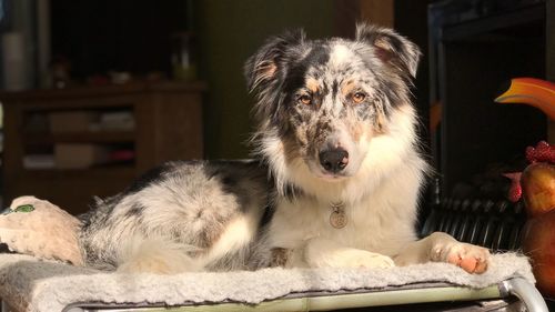 Portrait of dog at home