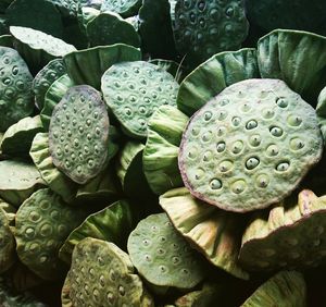 High angle view of succulent plant