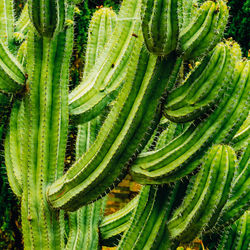 Cactus background. cacti lover. canary island
