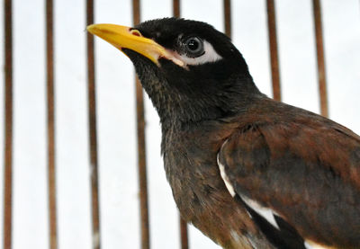 Close-up of bird perching on wood