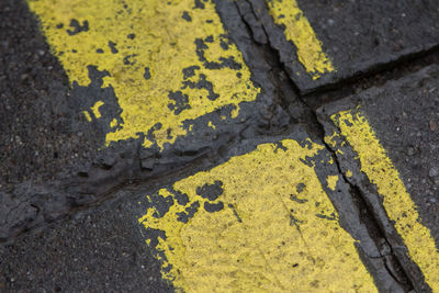 High angle view of yellow moss on road