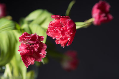 Close-up of red flower blooming outdoors