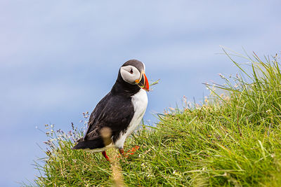 Puffin perching on grass against sky