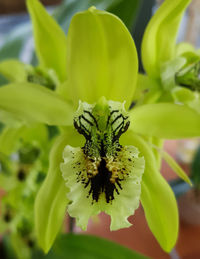 Close-up of honey bee on plant