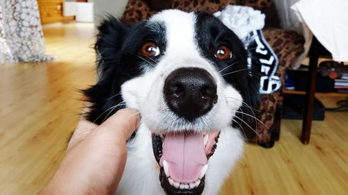 Cropped hand holding dog at home