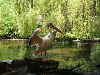 Mallard duck on rock by lake