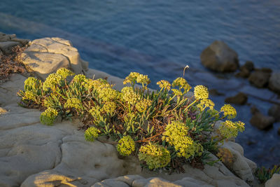 High angle view of plants growing on rocks by sea