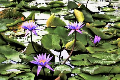 Purple lotus water lily in pond