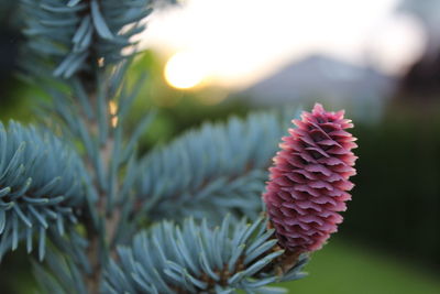 Close-up of pink flower