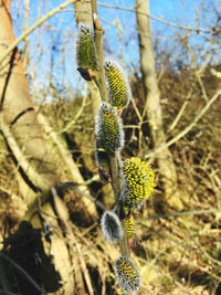 Close-up of flowering plant