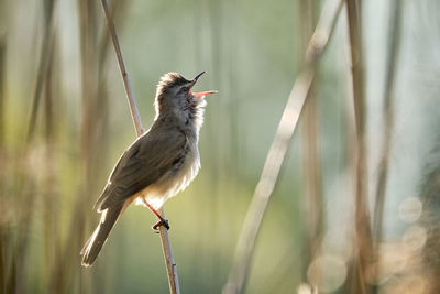 Close-up of bird perching on plant