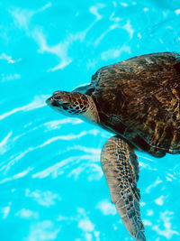 High angle view of turtle swimming in sea