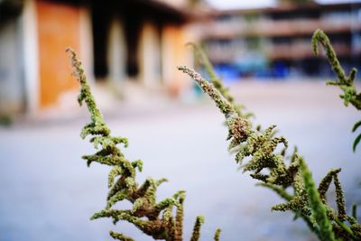 Close-up of flowering plant