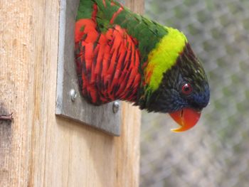 Close-up of a lorikeet sticking out of a wooden structure 