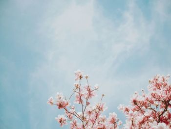 Low angle view of cherry blossoms against sky
