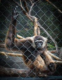 View of a monkey in cage