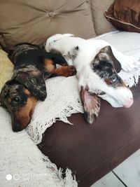 High angle view of dog resting at home