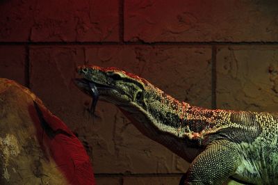 Side view of asian water monitor at zoo