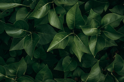 Full frame shot of leaves