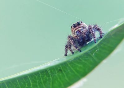 Close-up of spider on leaf