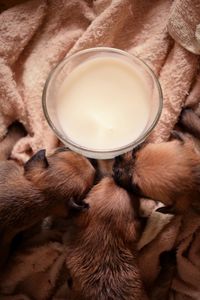 High angle view of puppies by bowl on fabric