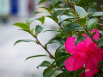 Close-up of blooming outdoors