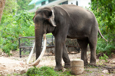 View of elephant in zoo