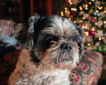 Close-up portrait of dog at home