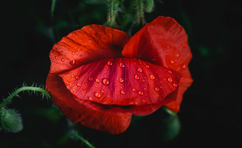 Close-up of raindrops on orange leaf