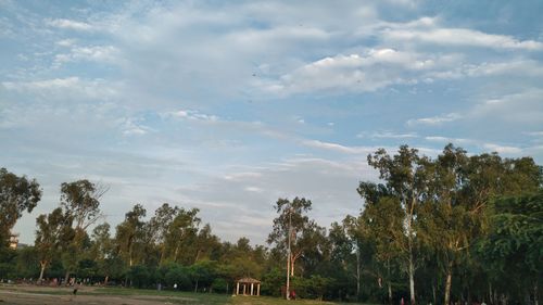 Trees against sky