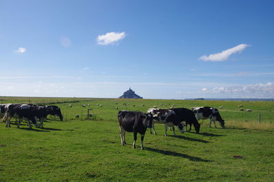 Cows grazing on field against sky