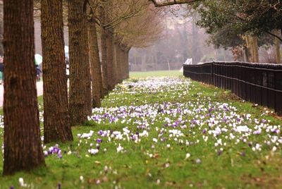 Fresh flowers blooming in garden