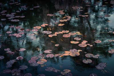 Close-up of water lily in lake