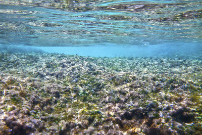 Close-up of jellyfish swimming in sea