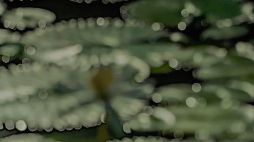 Close-up of raindrops on leaves